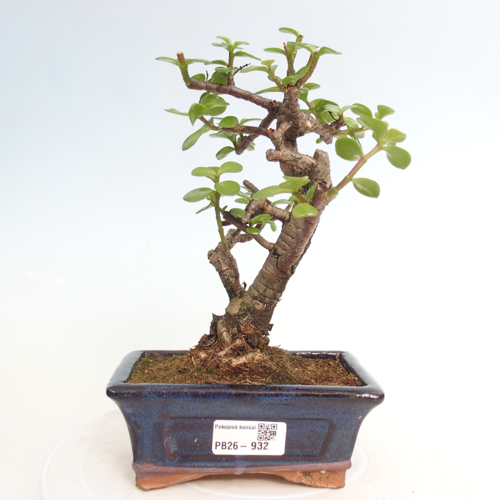 Pokój bonsai - Portulakaria Afra - Tlustice