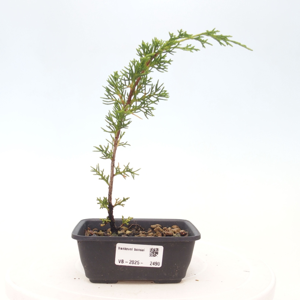 Outdoor bonsai - Juniperus chinensis Itoigawa - Jałowiec chiński