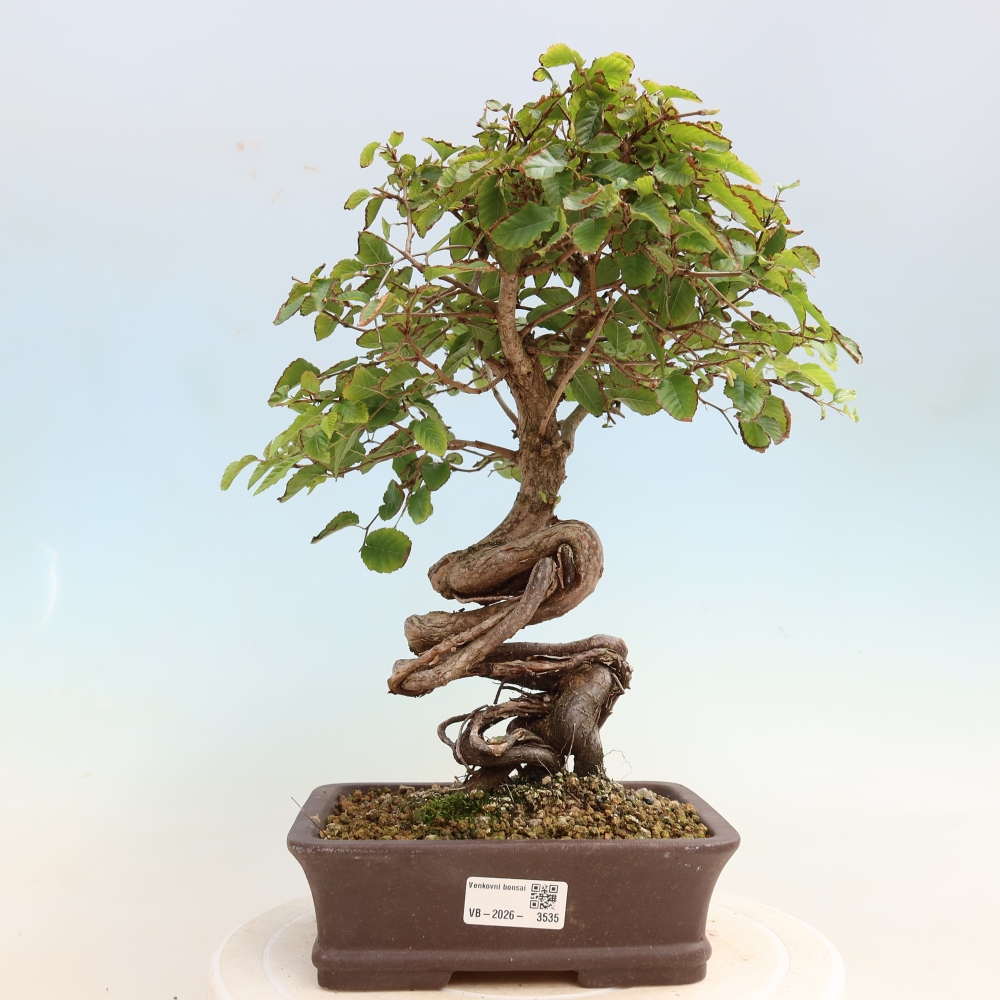 Outdoor bonsai - Carpinus CARPINOIDES - grab koreański