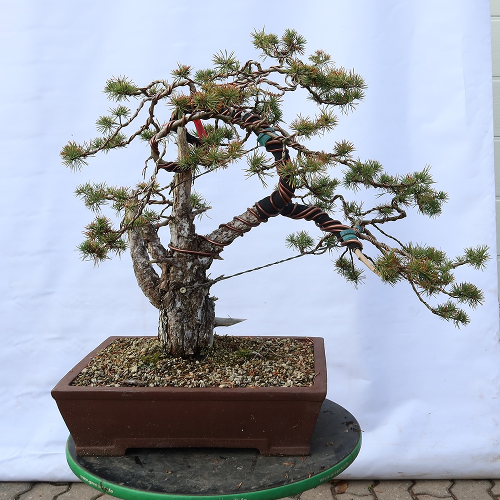 Pinus sylvestris Hiszpania – sosna zwyczajna