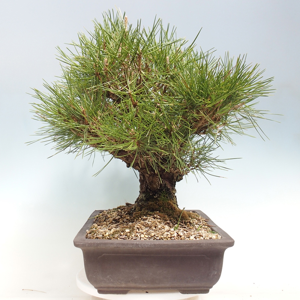 Outdoor bonsai - Pinus thunbergii - sosna Thunberga