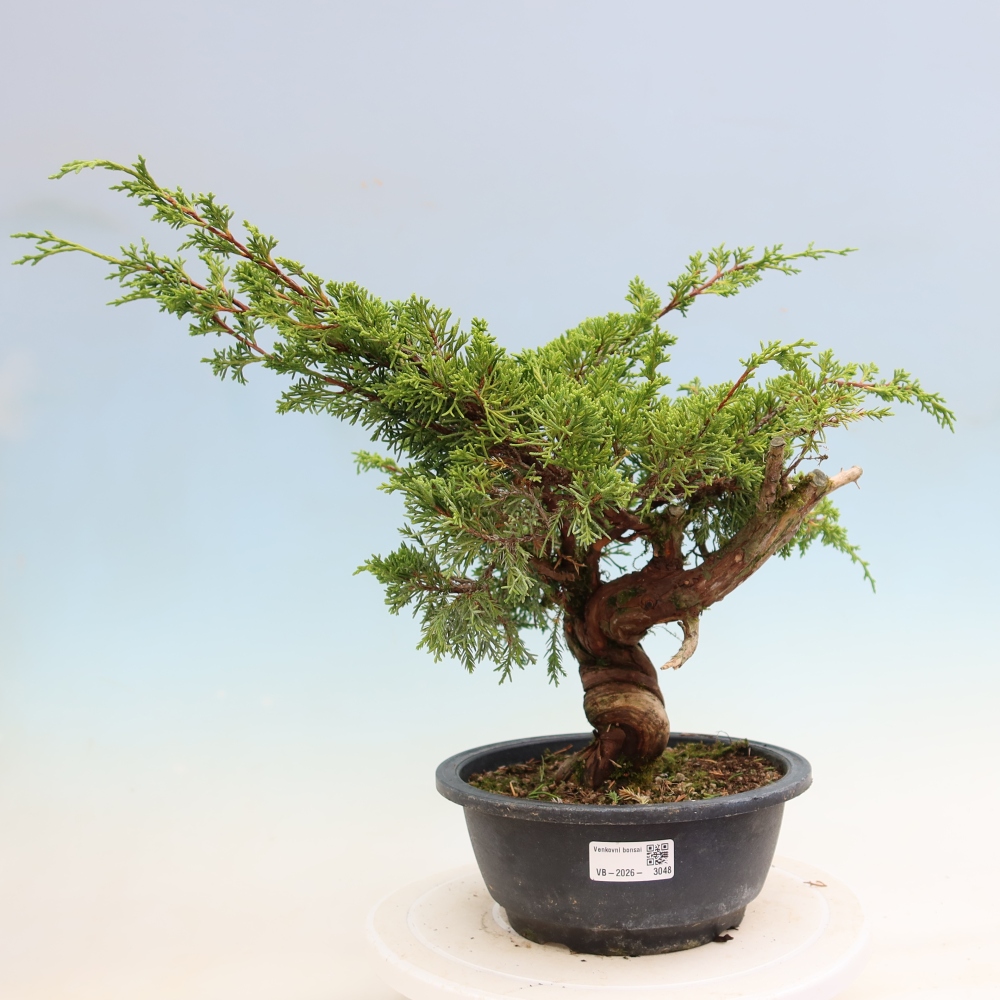 Bonsai ogrodowe – Juniperus chinensis Itoigawa – jałowiec chiński