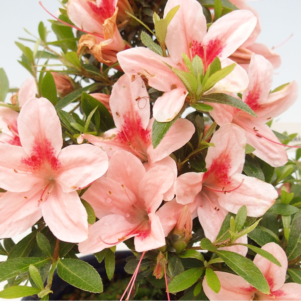 Bonsai ogrodowe - azalia japońska - Azalea Nikko