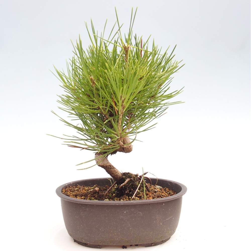 Bonsai ogrodowe - Pinus thunbergii - Sosna Thunbergia