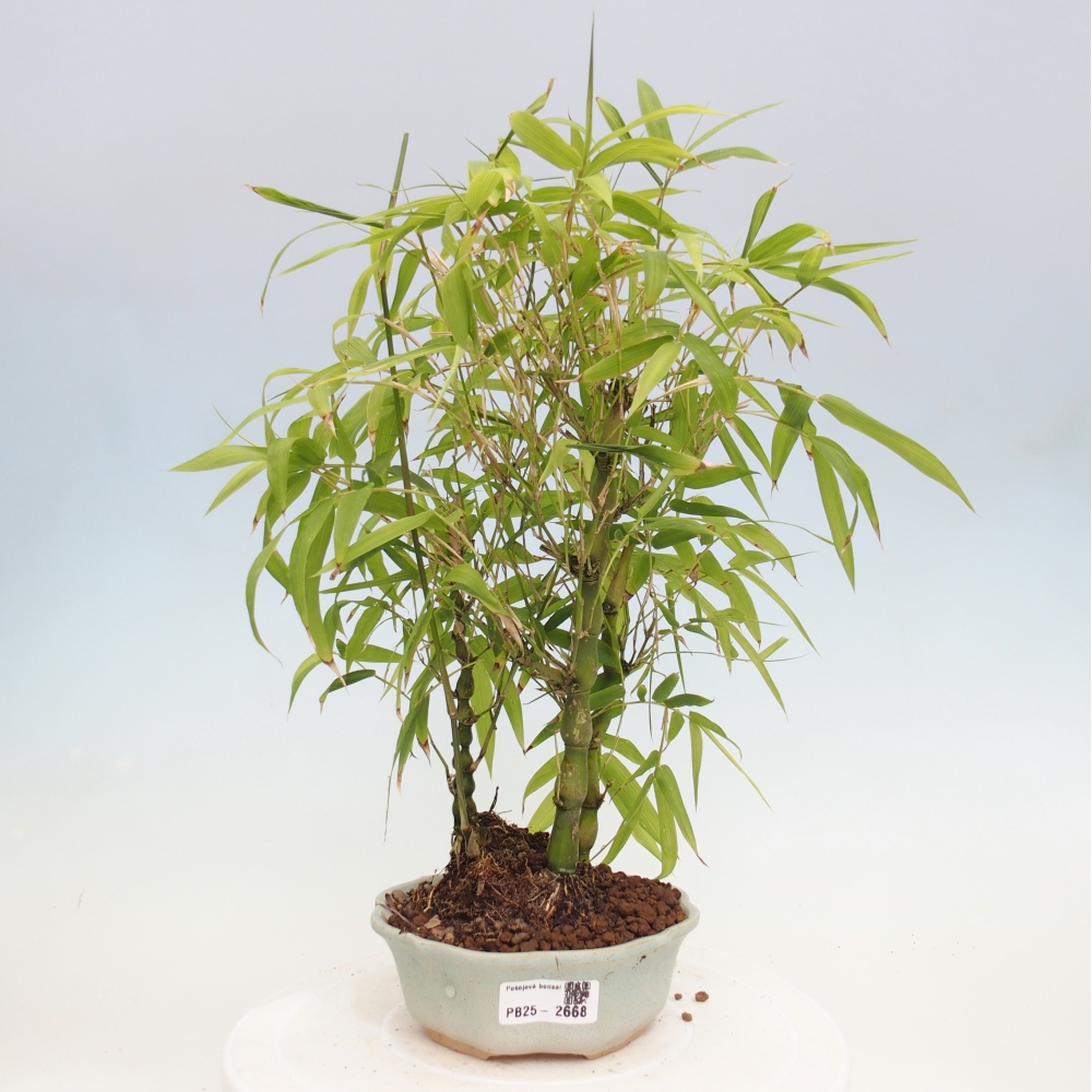Bonsai wewnętrzne - Bambusowy Budda - Brzuch Bambusowego Buddy