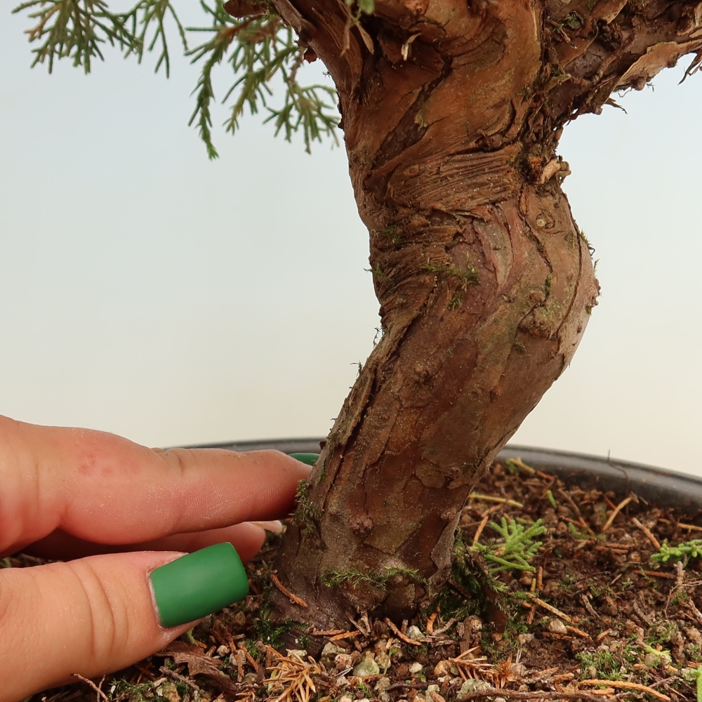 Bonsai ogrodowe – Juniperus chinensis Itoigawa – jałowiec chiński