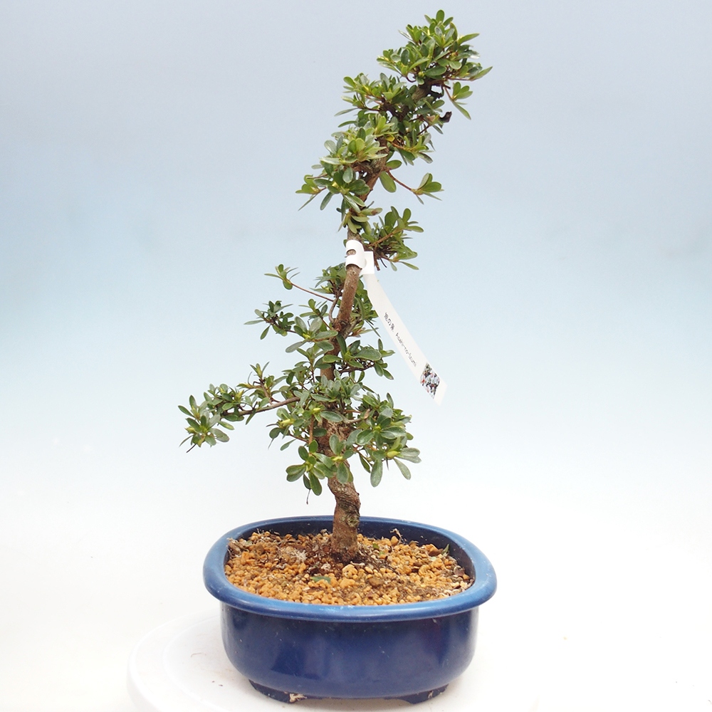 Bonsai zewnętrzne - Azalia japońska - Azalia Asahi-no-izumi