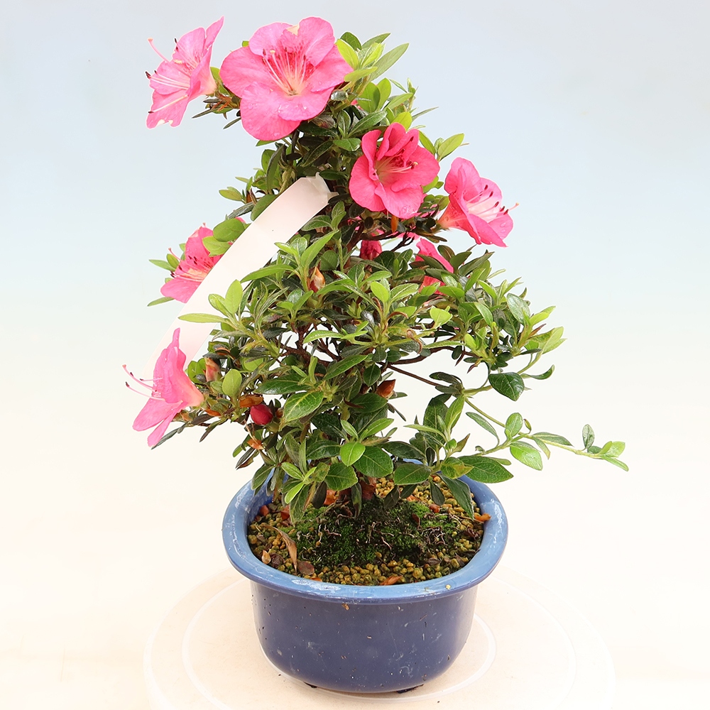 Bonsai zewnętrzne - Azalia japońska - Azalia Kobai