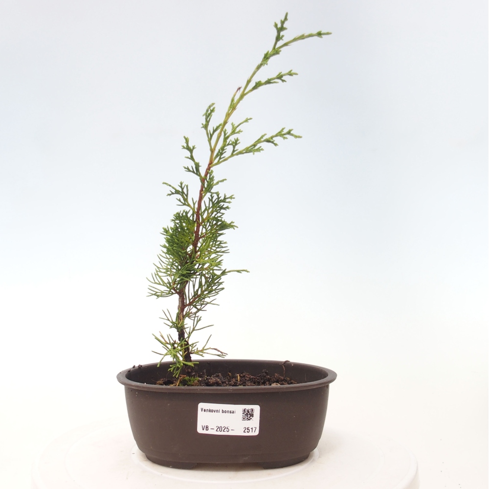 Outdoor bonsai - Juniperus chinensis Itoigawa - Jałowiec chiński