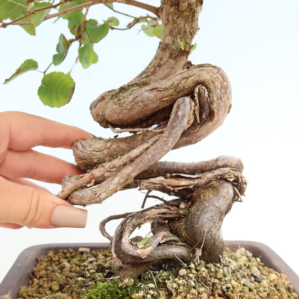 Outdoor bonsai - Carpinus CARPINOIDES - grab koreański