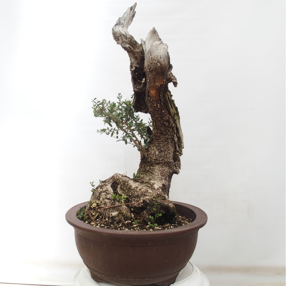 Kryte bonsai - Olea europaea sylvestris - Europejska oliwa z małych liści