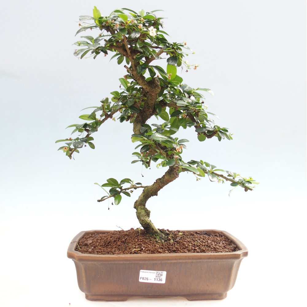 Bonsai pokojowe - Carmona macrophylla - Tea fuki