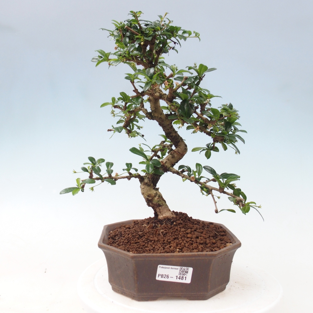 Bonsai pokojowe - Carmona macrophylla - Tea fuki