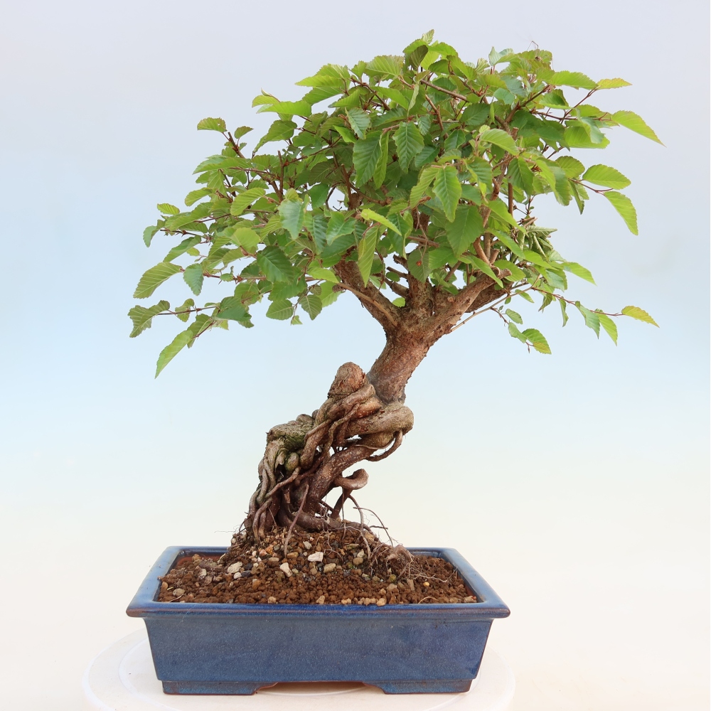 Outdoor bonsai - Carpinus coreana - grab koreański