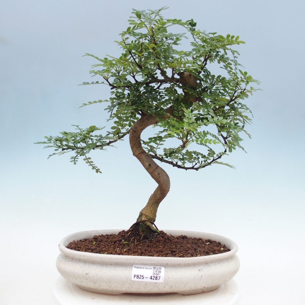 Pokój bonsai - Zantoxylum piperitum - drzewo pieprzowe