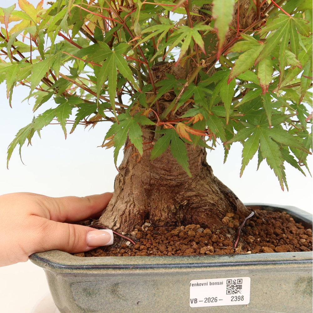 Outdoor bonsai - Klon burgeryjski - Acer burgerianum