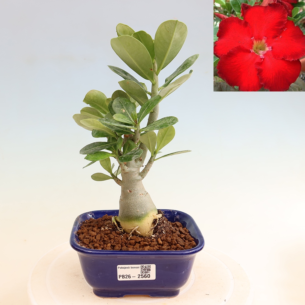 Bonsai pokojowe – Adenium obesum Red Star – Róża pustynna