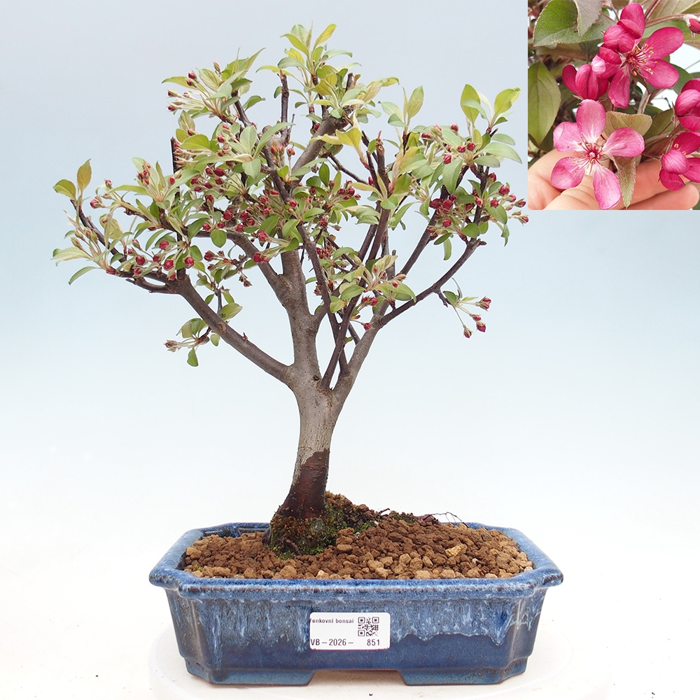 Outdoor bonsai - Malus domestica - Jabłoń czerwonolistna o małych owocach