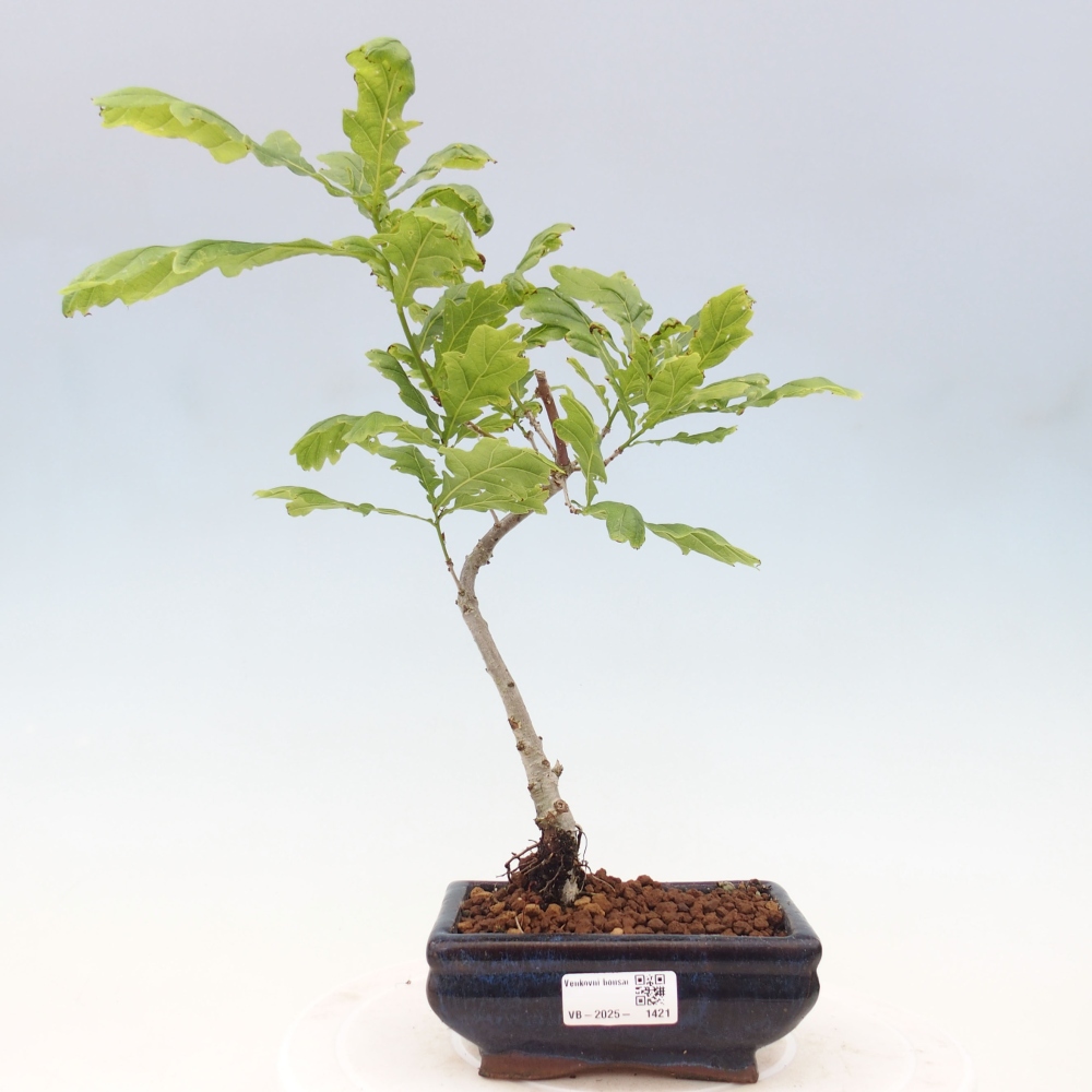 Bonsai zewnętrzne - Quercus robur - dąb pospolity