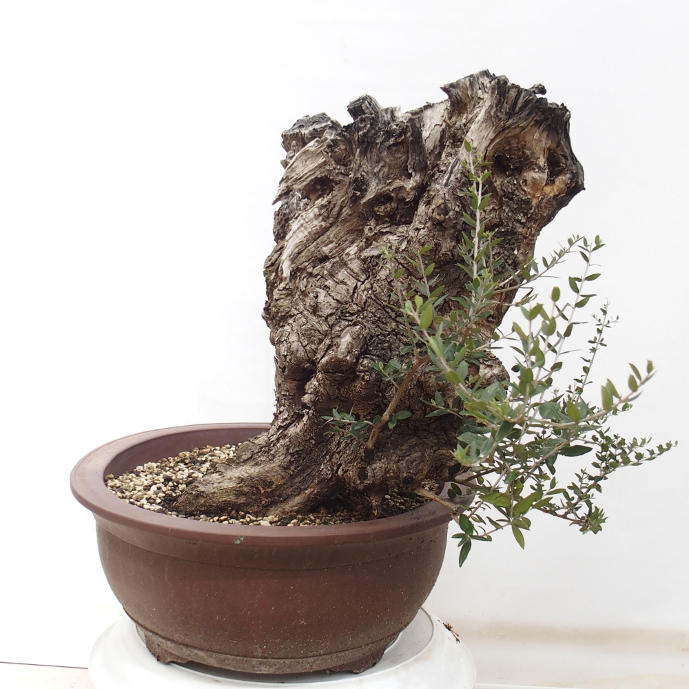 Kryte bonsai - Olea europaea sylvestris - Europejska oliwa z małych liści
