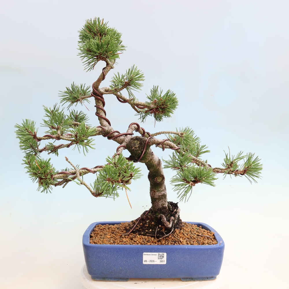Bonsai ogrodowe – Pinus mugo Humpy – sosna karłowata