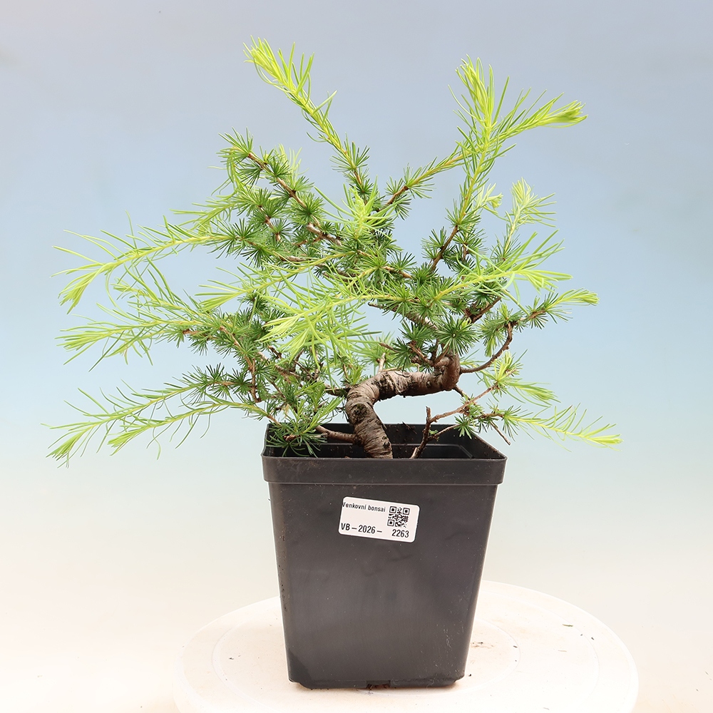 Bonsai zewnętrzne - Larix decidua - Modrzew