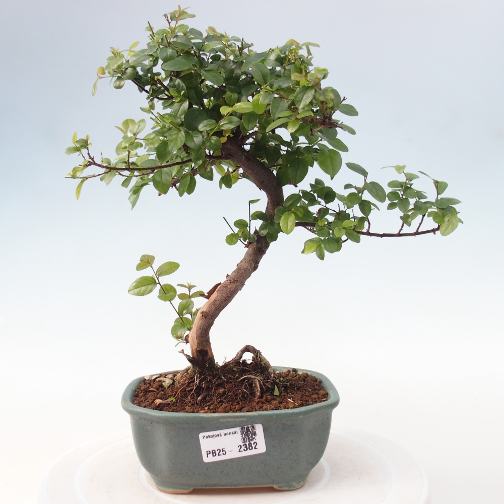 Bonsai wewnętrzne - Sagerécie thea - Sagerécie thea