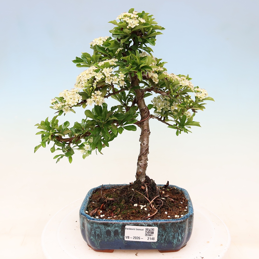 Bonsai ogrodowe – Pyracantha teton – ognik szkarłatny