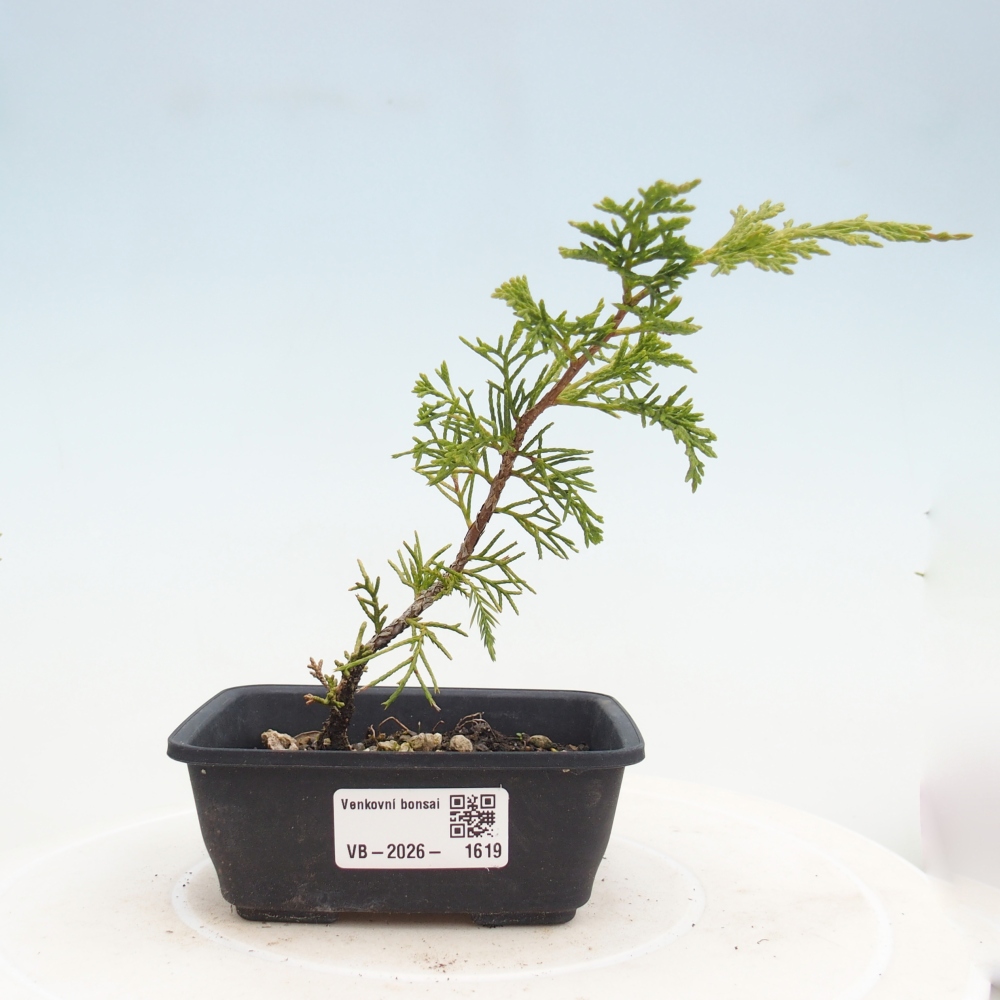 Outdoor bonsai - Juniperus chinensis Itoigawa
