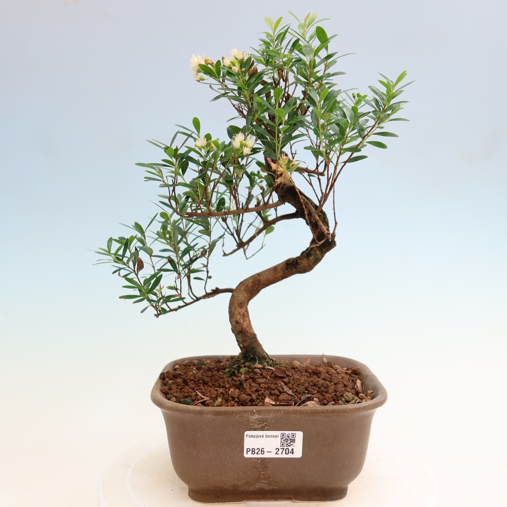 Pokój bonsai - Syzygium - Pimento