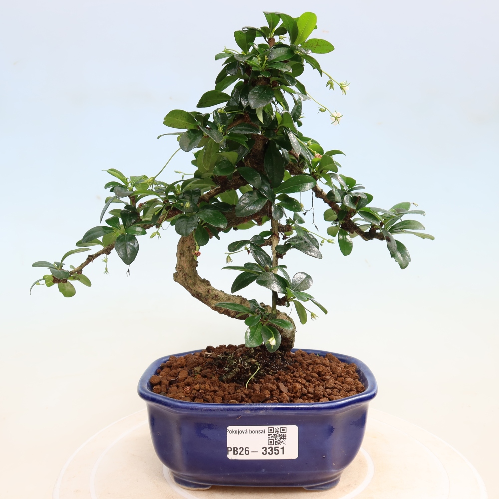 Bonsai pokojowe - Carmona macrophylla - Tea fuki