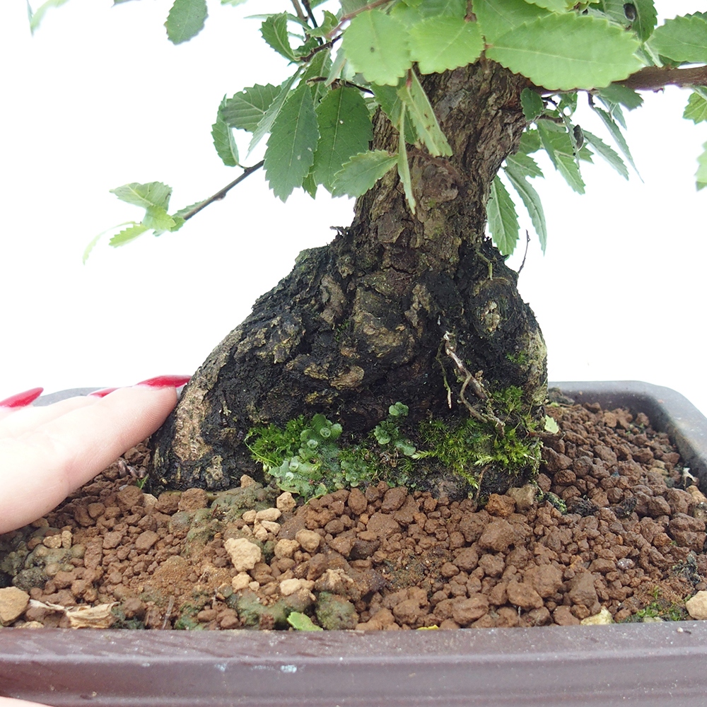 Bonsai zewnętrzne - Zelkova - Zelkova NIRE
