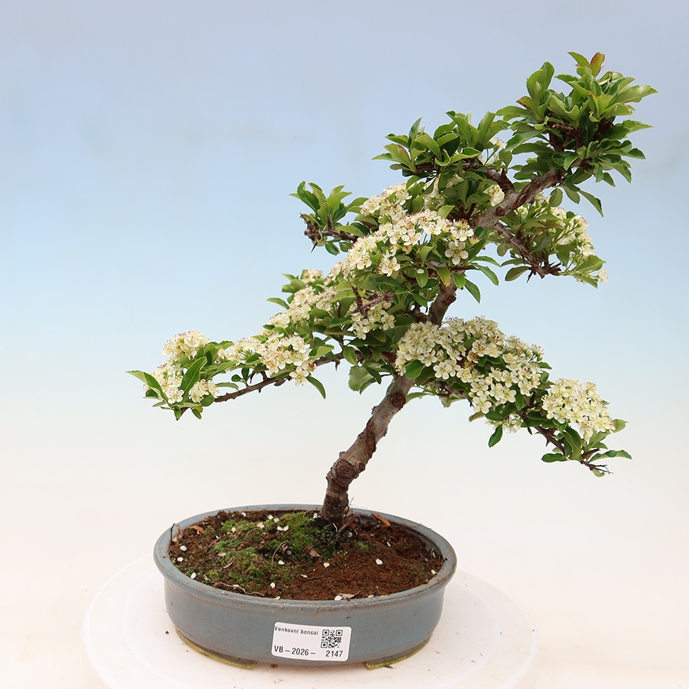 Bonsai ogrodowe – Pyracantha teton – ognik szkarłatny