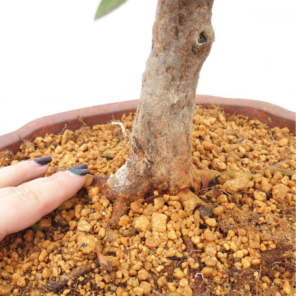 Bonsai zewnętrzne - Azalia japońska - Azalia Hanatsuzuri