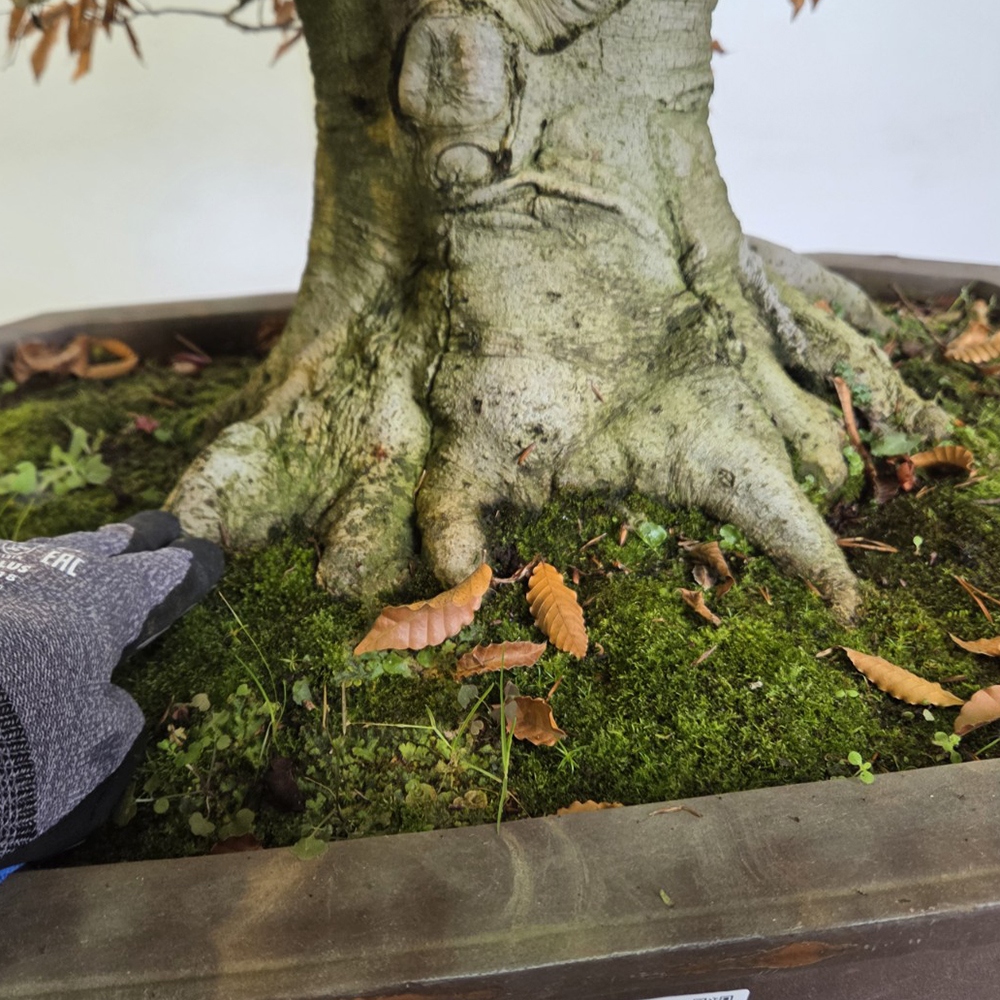 Outdoor bonsai -Fagus crenata