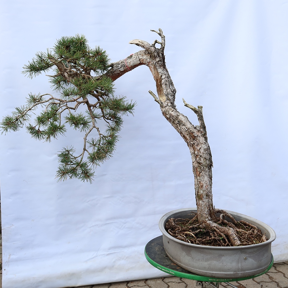 Pinus sylvestris Hiszpania – sosna zwyczajna