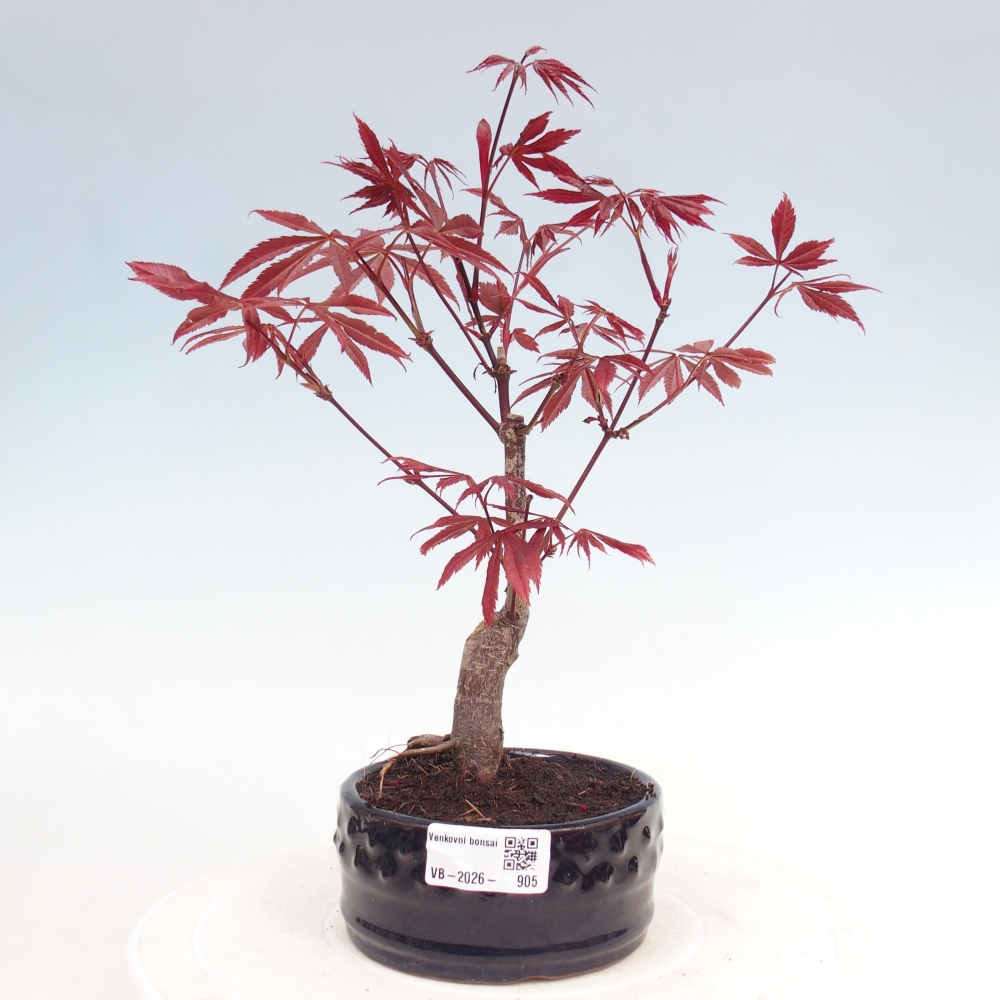 Bonsai na zewnątrz - Palma Acer. Atropurpureum-Javor palmate