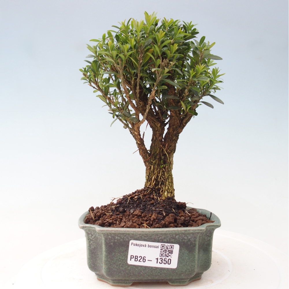 Pokój bonsai - Buxus harlandii - buxus korkowy