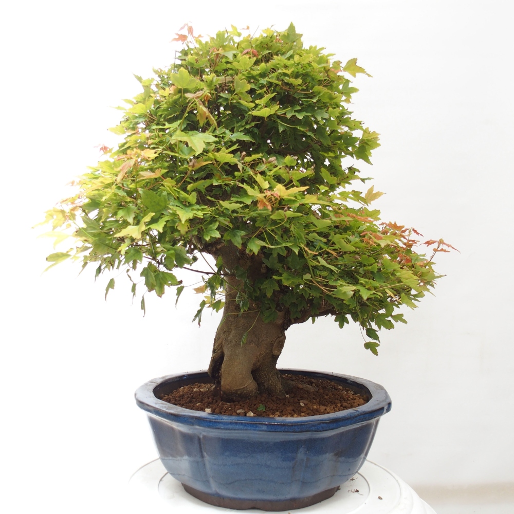 Outdoor bonsai - Maple Buergerianum - Burger Maple