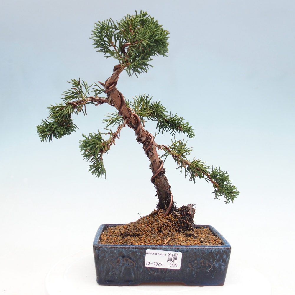 Bonsai zewnętrzne - Juniperus chinensis Kishu - Jałowiec chiński