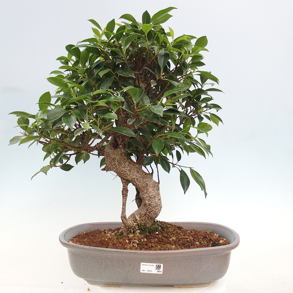 Bonsai pokojowe - Ficus kimmen - figowiec drobnolistny - WYŁĄCZNIE ODBIÓR OSOBISTY lub transport paletowy