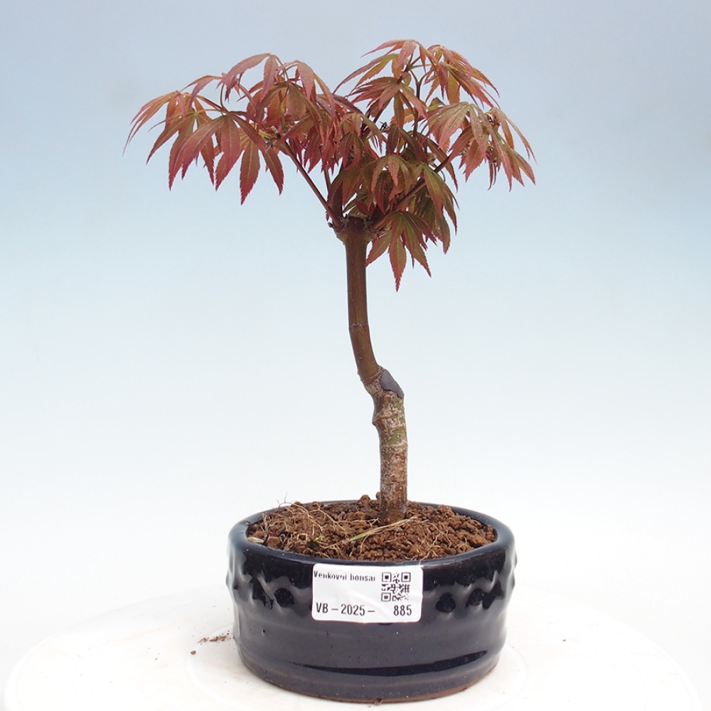 Bonsai zewnętrzne - palma Acer. Klon Atropurpureum-Palmleaf