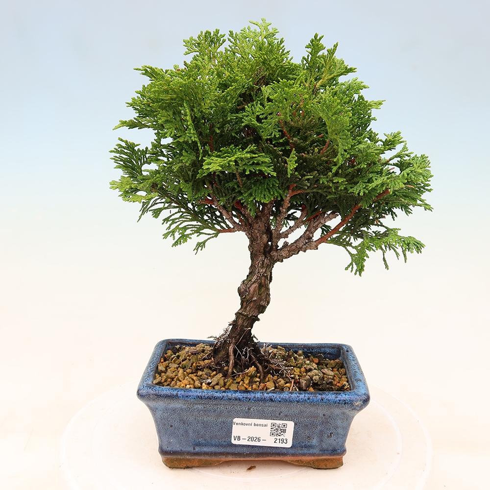 Bonsai zewnętrzne - Cham.pis obtusa Nana Gracilis - Cyprys