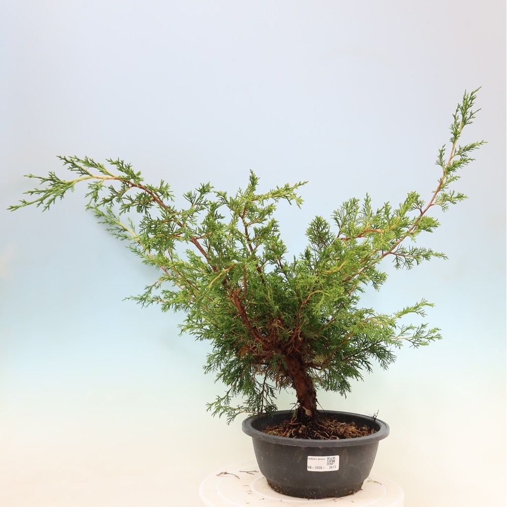 Outdoor bonsai - Juniperus chinensis Itoigawa