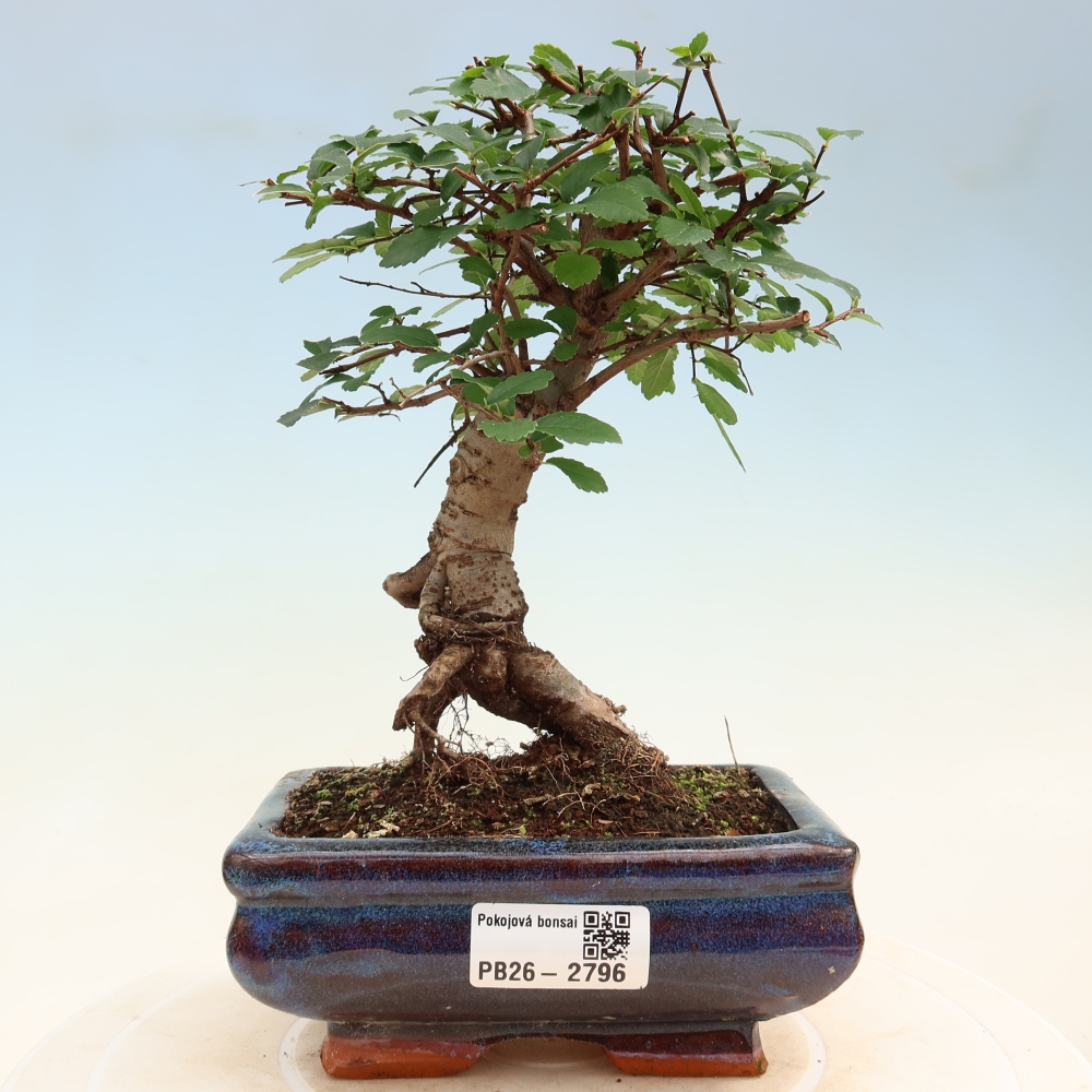 Pokój bonsai - Ulmus parvifolia - Wiąz drobnolistny