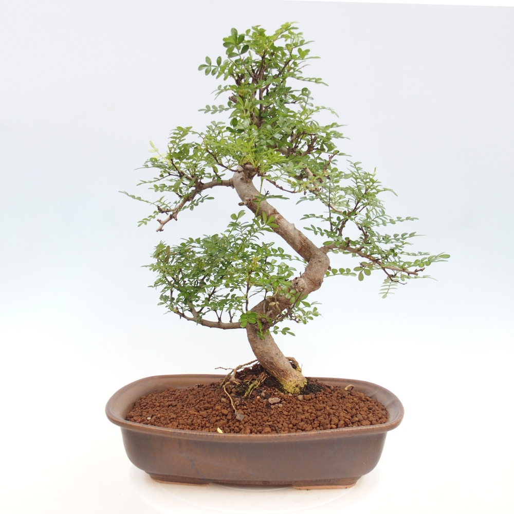 Bonsai do wnętrz - Zantoxylum piperitum - Mięta pieprzowa