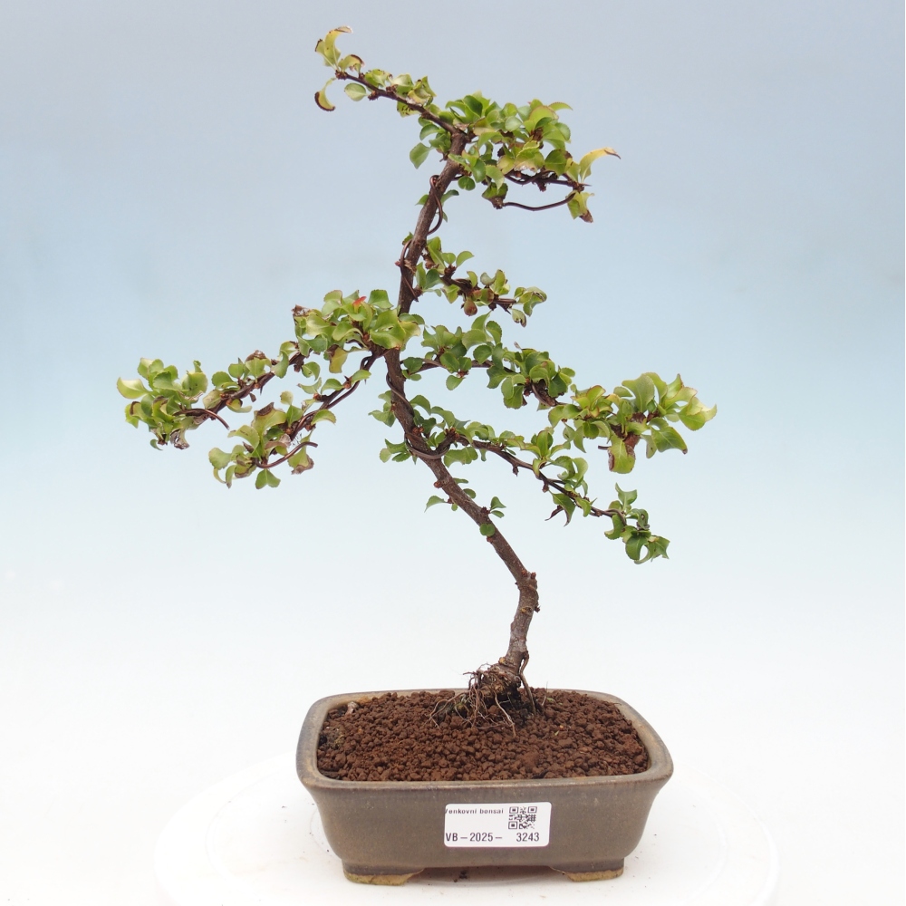 Bonsai zewnętrzne - Chaneomeles s. Red Joy - Pigwa