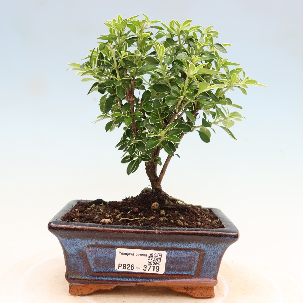 Bonsai pokojowe – Serissa foetida Variegata – Drzewo tysiąca gwiazd