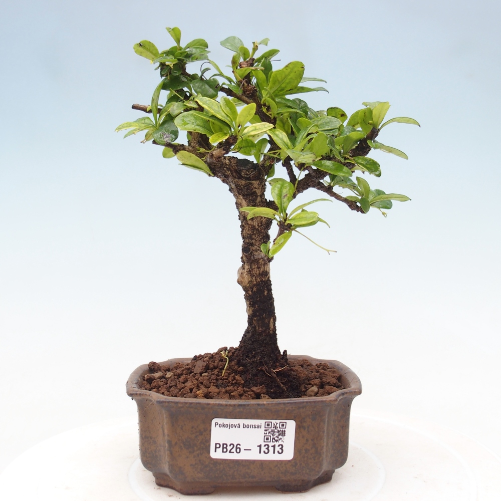 Bonsai pokojowe - Carmona macrophylla - Tea fuki