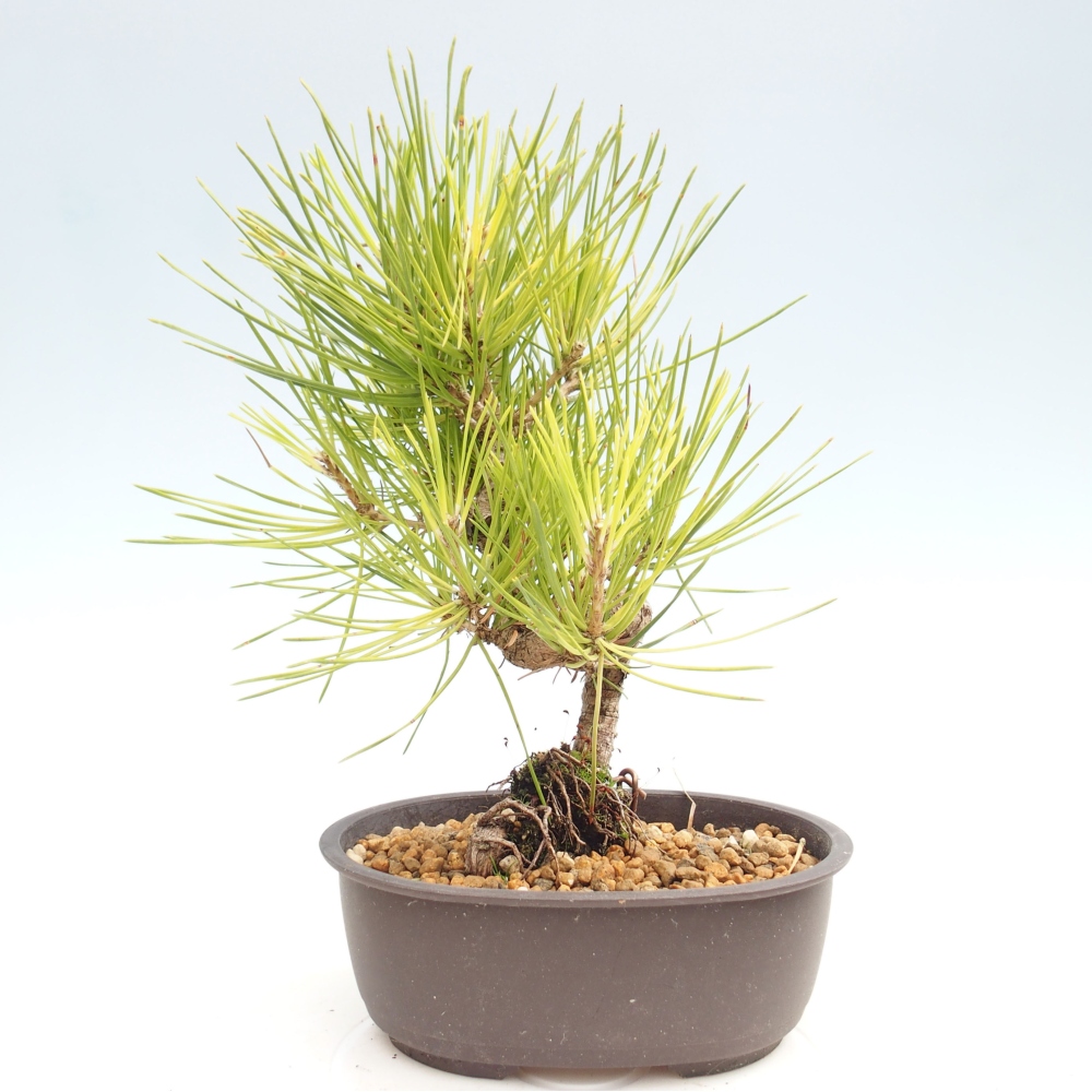 Bonsai ogrodowe - Pinus thunbergii - Sosna Thunbergia